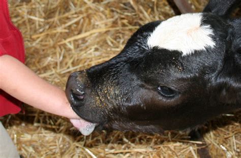 Small calf is licking mans balls and sucking his cock